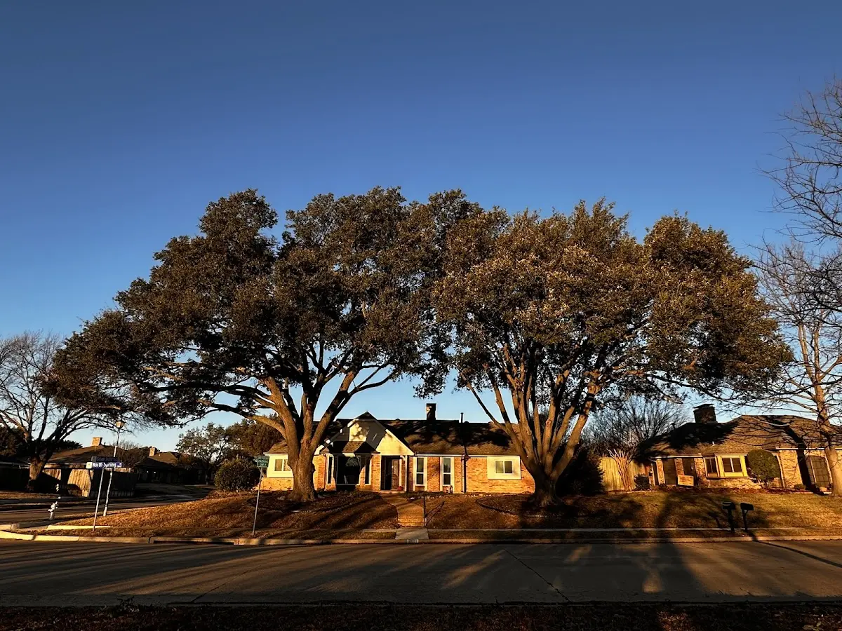 Established residential canopy tree shading a home in Auburndale
